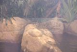 leipzig zoo-01_07_2011_gondwanaland_153